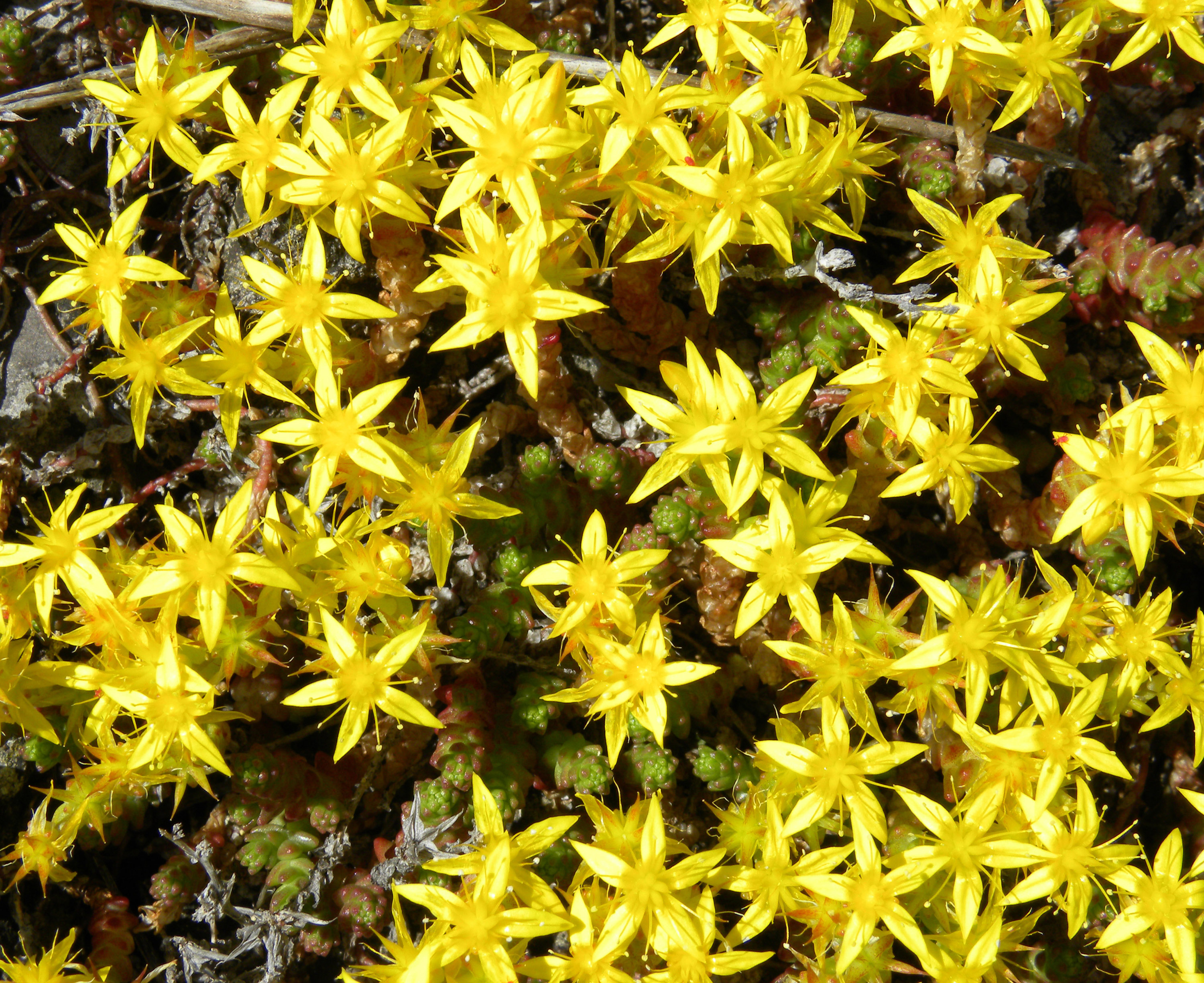 Sedum acre yellow queen